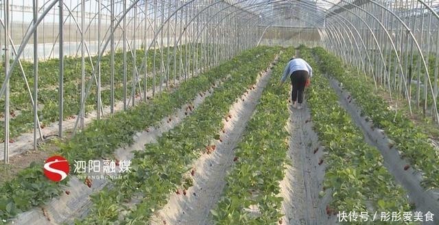  「高效」泗阳县史集街道：发展高效设施农业带动群众就业增收