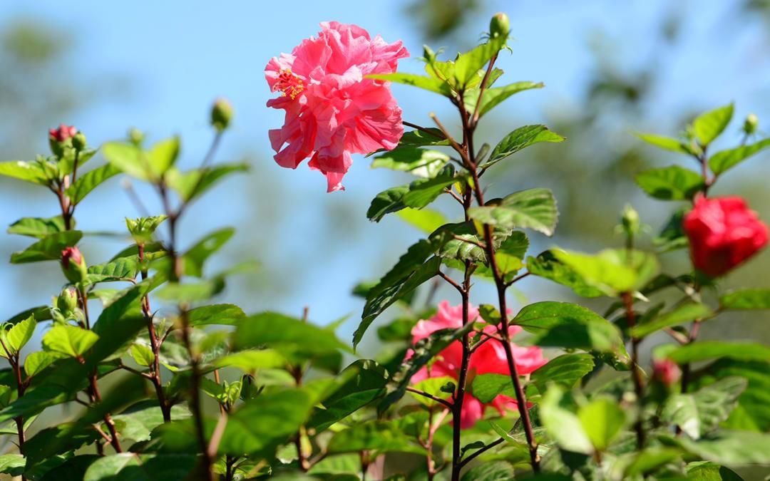  显得@8个拍花小技巧，新手也能拍出大片，发朋友圈上档次！