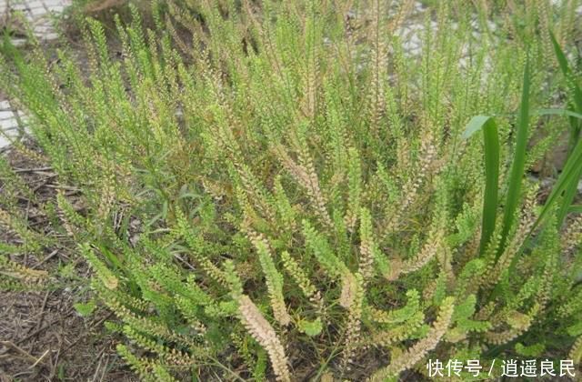  杂草■农村有那么多的野生中药，为什么却没有人去采摘？