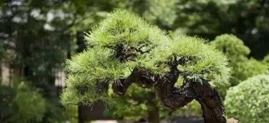 岁寒三友，一组松树盆景佳作欣赏