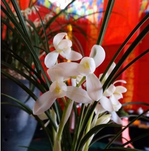  莲瓣■“莲瓣之首”永怀素，香气幽然，花色白瑕，曾经让整个兰界震动！
