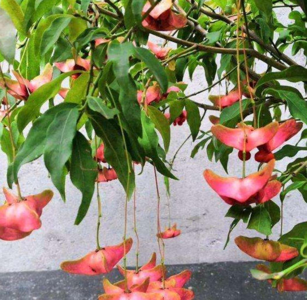 『金丝吊蝴蝶』1种漂亮的植物,俗称“摇钱树”,枝头挂满美丽的“小蝴蝶”