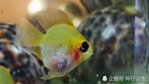 不妨■如何破解金波子鱼“得病即死亡”的魔咒?不妨试试懒人快乐养鱼法