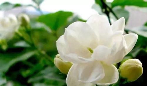  『植物』开花漂亮又耐晒的植物~家有大阳台的一定要种！
