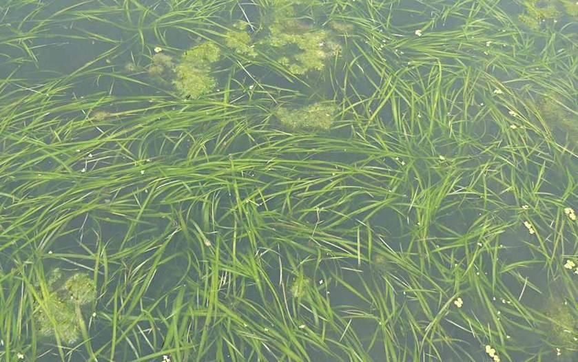 养殖龙虾的池塘种什么水草植物好?