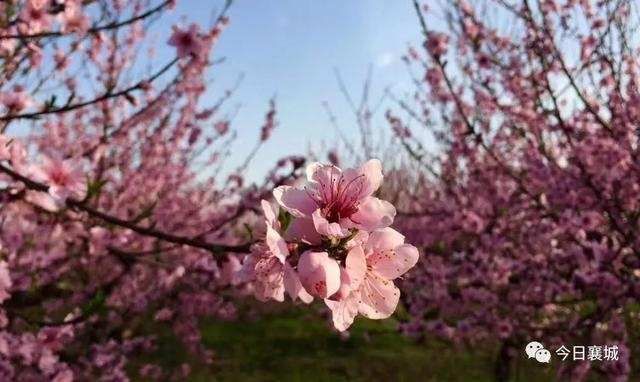  「襄城」不看襄城的桃花，怎么知道春深几许？