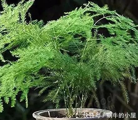 摆放|家养文竹摆放有讲究,这3个地方位置绝佳,叶子长的又嫩又绿