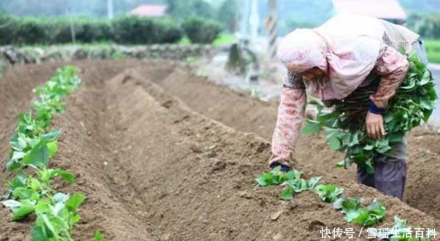曾被外国禁止出口，后被人偷偷带回国，如今遍地没人要，拿去喂猪