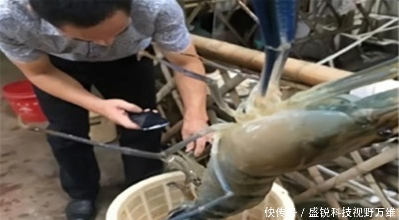  [泛滥]“虾王”东南亚称霸，来到中国却成“软脚虾”，中国吃货求泛滥