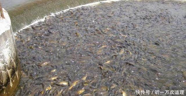 农村河里出现很多鱼，渔民高兴地捞上来一筐，看过后却欲哭无泪