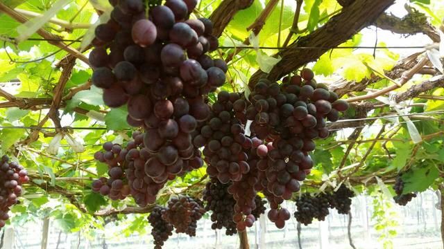 周末也能去一趟的旅行地!比曼谷好玩十倍,绝美风光堪比新西兰!