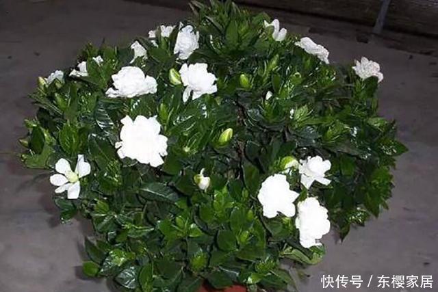 『栀子花』家庭养栀子花,秋季别忘“换盆施肥”,长成一棵树,花多株型美