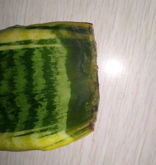  #虎皮#虎皮兰叶片扦插不生根？勤快惹的祸，掌握扦插时机虎皮兰快速生根