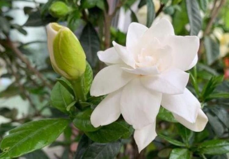 「适合」5种花适合夏天养，开花爆盆花期长，繁花似锦，花色美轮美奂