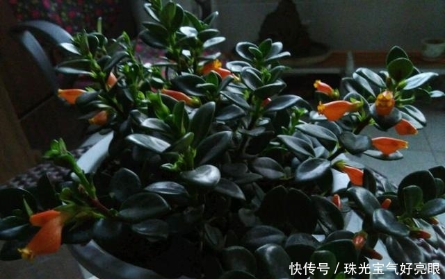  「绿萝」最耐阴的植物，不仅花美，还可以室内养殖，是时候告别绿萝吊兰了