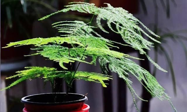  『植株生长的更加』文竹老黄叶烂根，是因为你没做好这三点