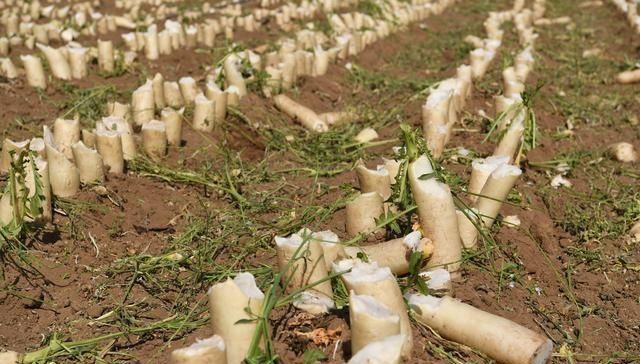  「萝卜」农产品卖不上价，200亩萝卜都喂了牛羊，农民为何不加工