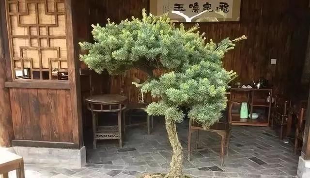 岁寒三友,一组松树盆景佳作欣赏