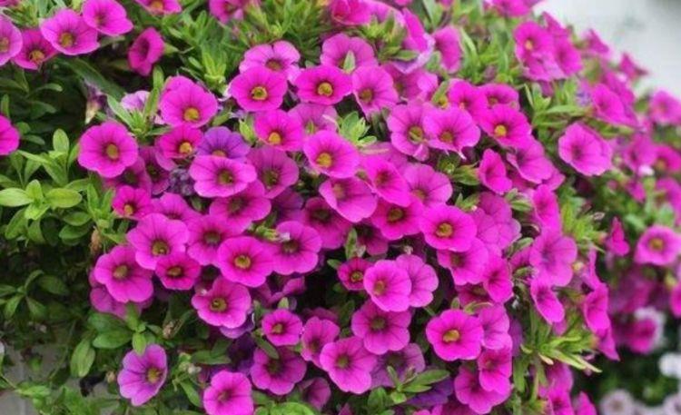  『喜欢』喜欢在家中养护花卉，就选择花期长，花色艳丽，开花成花海的花卉