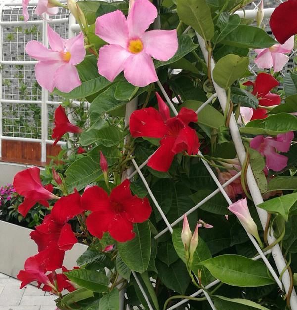  #红蝉花#打造阳台花园，这种花不能少，花量繁多，四季花开，好看又好养