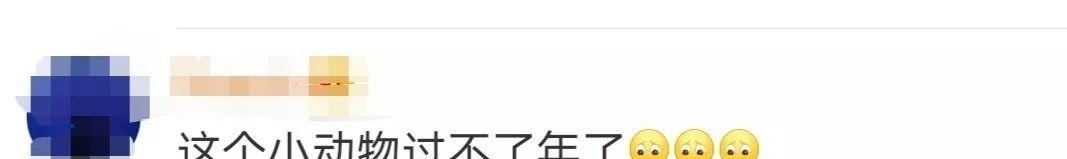  中华鲟|又一个物种灭绝，中国淡水鱼之王未能跨入2020……