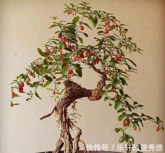  [做成]农村随处可见的“4种树”，做成老桩盆景，遒劲有力、古雅