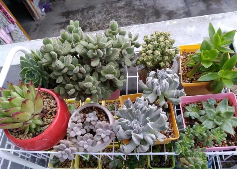 防猫■保护多肉“大作战”, 防鸟防猫防老鼠!