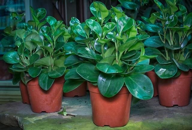  『品种』特受欢迎的椒草观叶植物，没曾想有这么多好看的品种