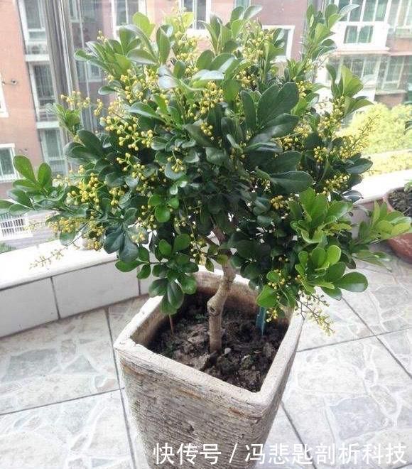  [浇水]养“米兰花”，要注意一点，花更多，叶子更油绿，四季都茂盛