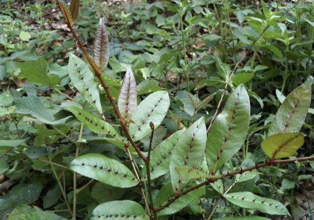  『人称』1种野草人称“两面针”，有着粗壮的主根，叶片还有刺，却珍贵！