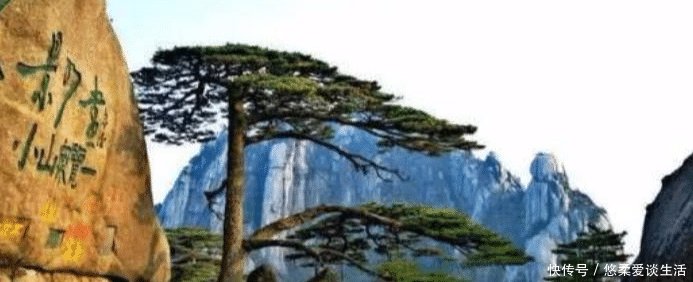 世界最珍贵10棵树 四棵在中国价值无法估量, 1棵是李世民栽种