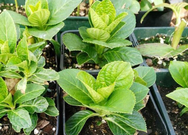  「春天」秋天就扦插“绣球花”，遇土就生根，阳台放不下，春天开成花园