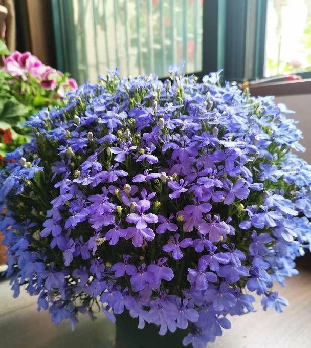 『盆栽』此款盆栽草花,花期很长,花多易爆盆,观赏价值高,还很好养护