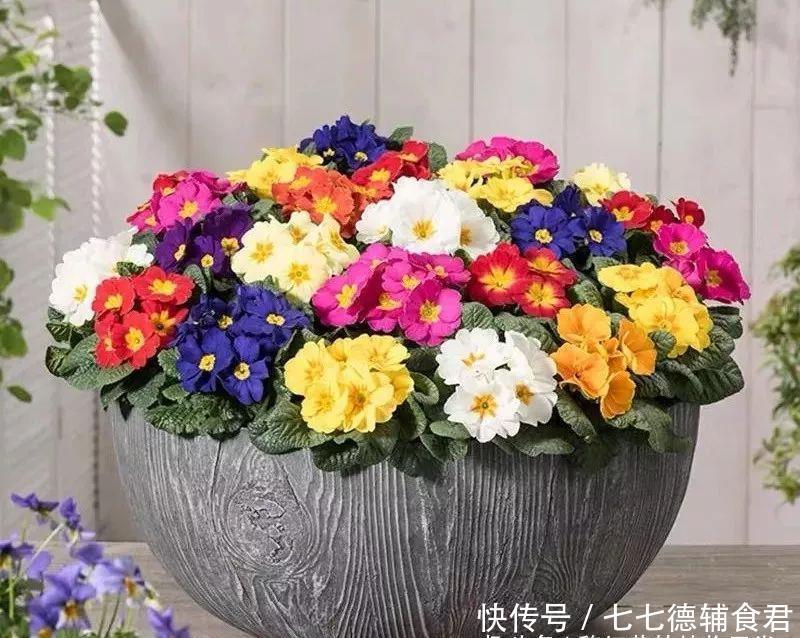  [冬季室内]离过年只剩十几天，这15种花年味十足，再不准备就迟了