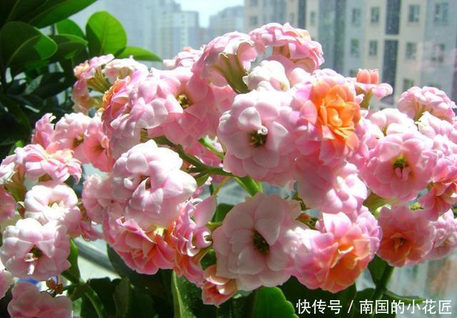  【家里】家里有这几种花，不愁没花养，剪根枝多盆花