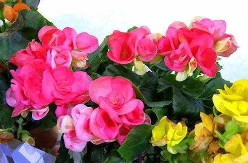  「随便」这“5种花”随便买，叶片绿、开花艳，越养越喜欢