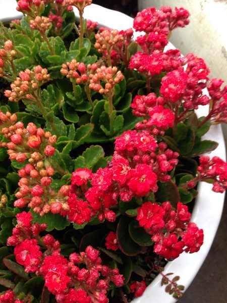  生长有很大■这四种常见绿植爱“喝油”，每隔七天喂一勺，叶子油绿开花旺盛