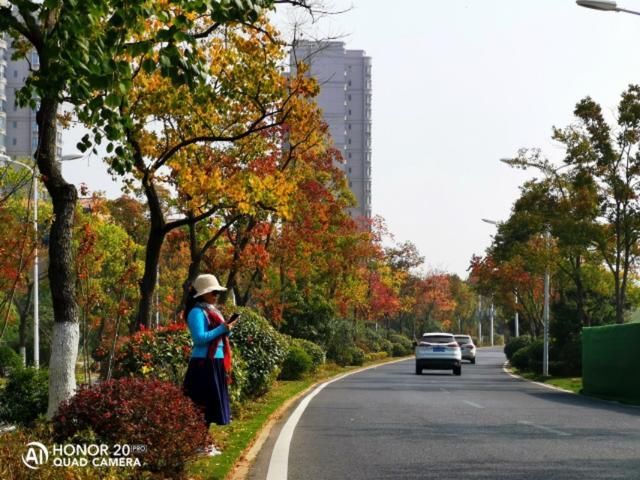 武汉红叶秋景点推介-花山春和路