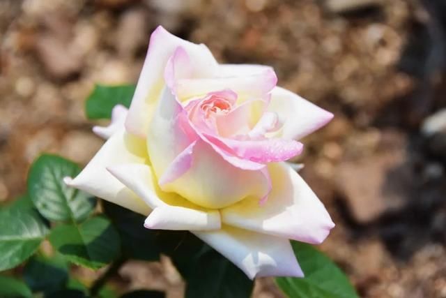 麻叶绣线:春花含情付春光,蔷薇园里漫芬芳