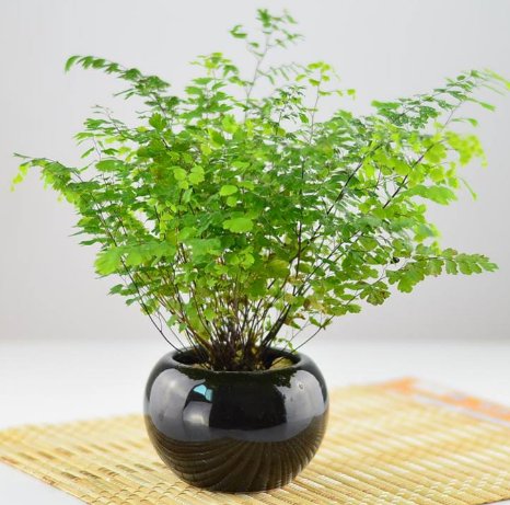  【蕨类植物】3种花，好养易打理，还能杀菌除尘，春季室内养一盆，满屋飘香