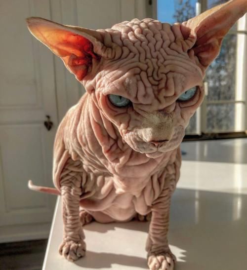 『外星』长满褶皱的猫咪，就像一个外星怪兽，猫主人不害怕吗
