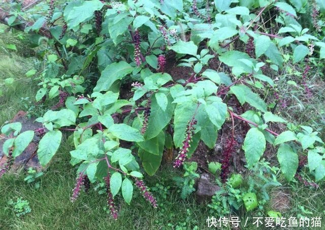  「果实」农村一大恶草，农民见到就砍掉，殊不知根似人参，果实