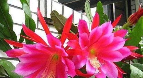 『花香』好看又好养的4种花,花大色艳,花香易打理,养在客厅美极了