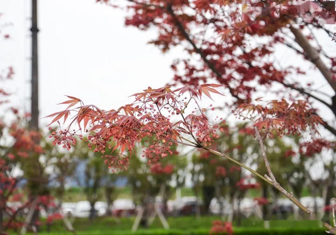  [樱花]美！湖口这里居然有十里樱花，你知道在哪吗？
