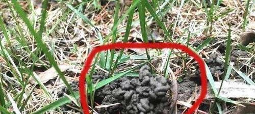 『园土』用一种动物粪便养花,1-2 年不用施肥换土,氮磷钾含量是园土7 倍