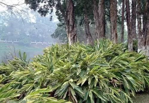  『你好』美得不行的花叶艳山姜，花友找你好辛苦