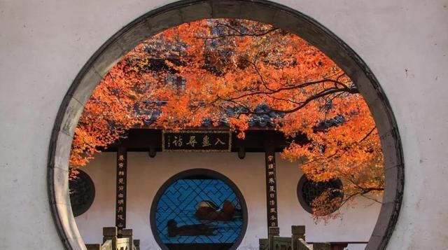 红枫片片,暖了初冬