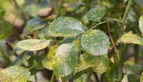  「轻松」不打农药也可彻底清除白粉病，厨房这6种可轻松杀菌