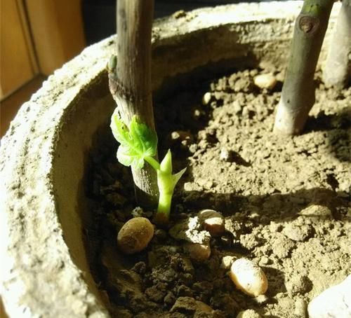  来得及■种花不如种果，此果树“好养”易结果，见土就活，现在扦插来得及