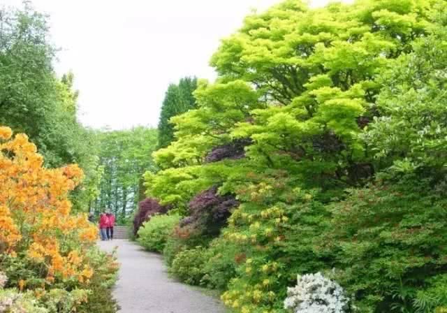 「观赏效果」园林植物搭配技巧,活学活用